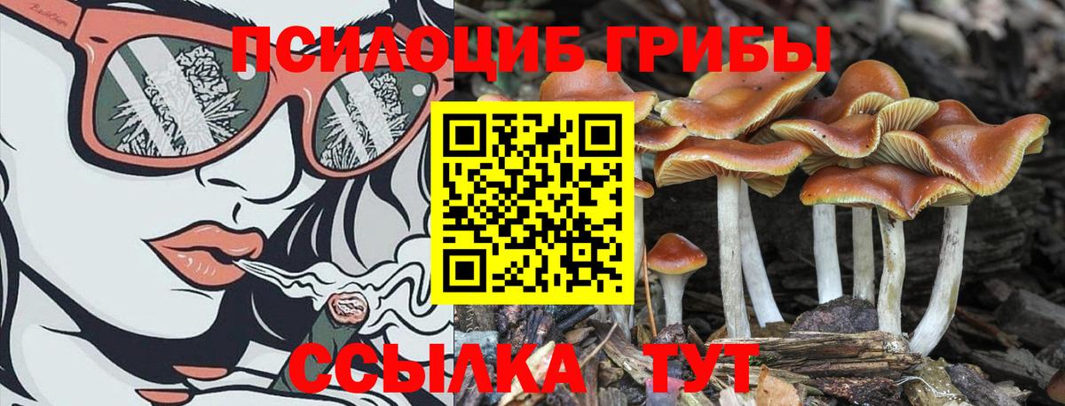 Псилоцибиновые грибы Psilocybine cubensis Дедовск